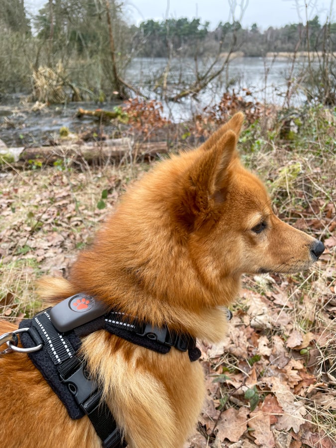 Lumi wearing her PitPat GPS tracker and PerfectFit harness.