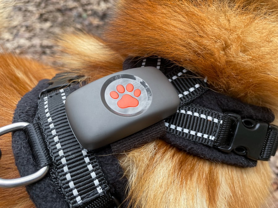 PitPat GPS Tracker on a dog.