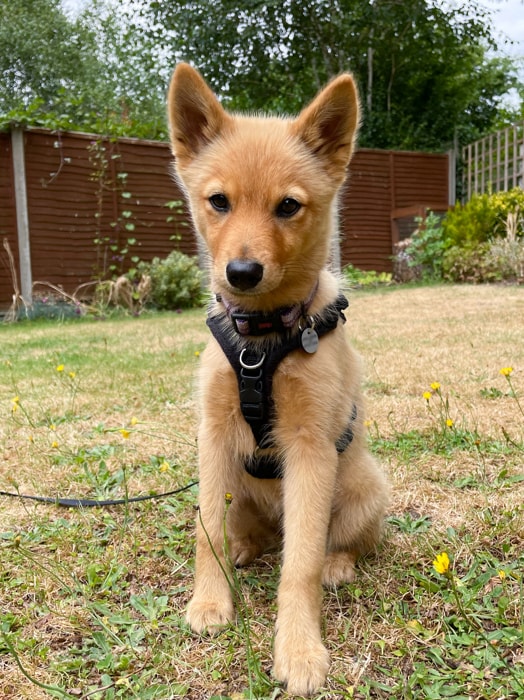 14 week old Lumi wearing a harness showing the front d-ring