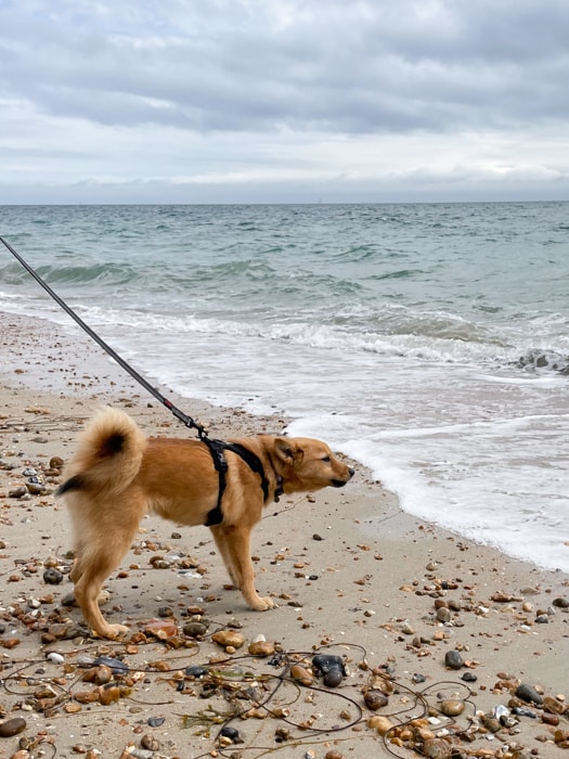 18 week old Lumi barking at the sea whilst stood on a beach