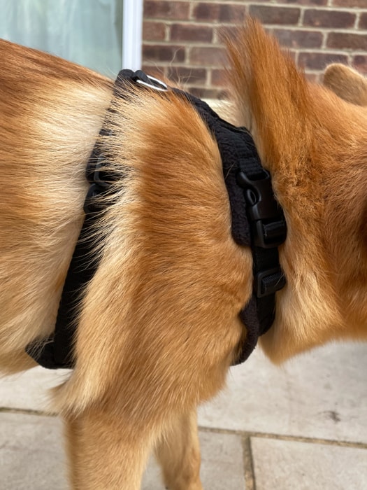 Lumi's fur sticking up whilst wearing the harness