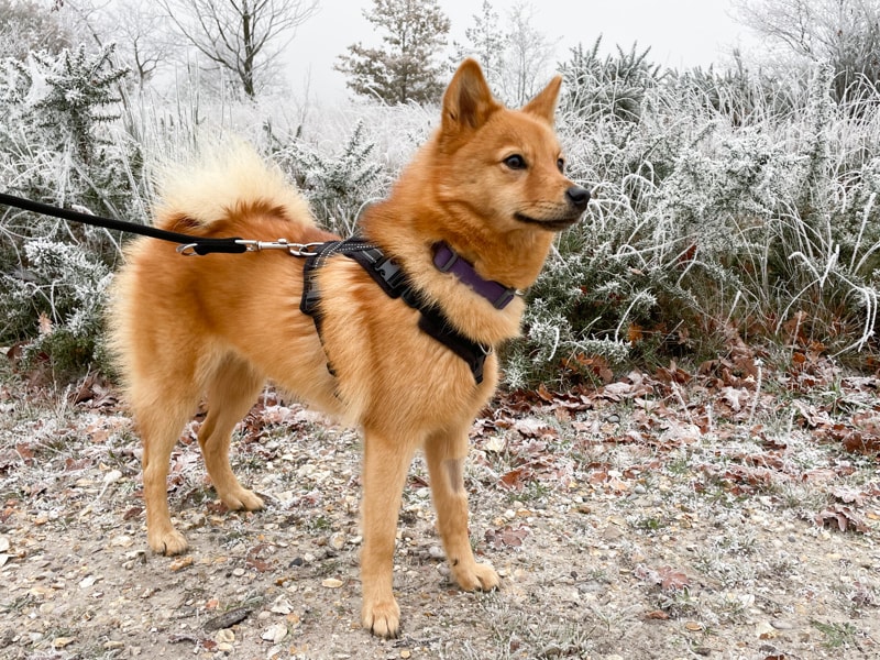 Dog in frosty weather wearing a PerfectFit Dog Harness