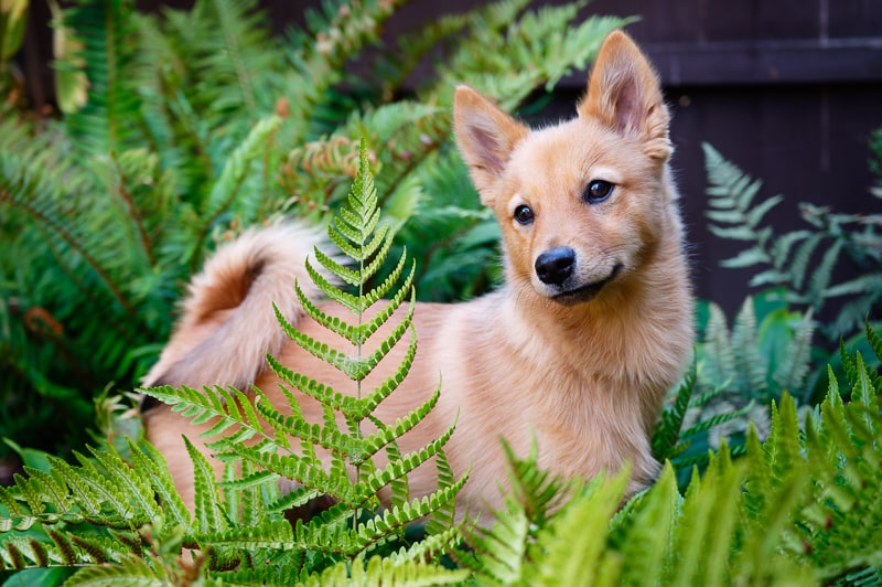 A pretty dog amongst green ferns.