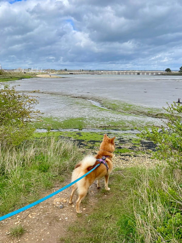 Lumi stood looking at the view on Hayling Island.