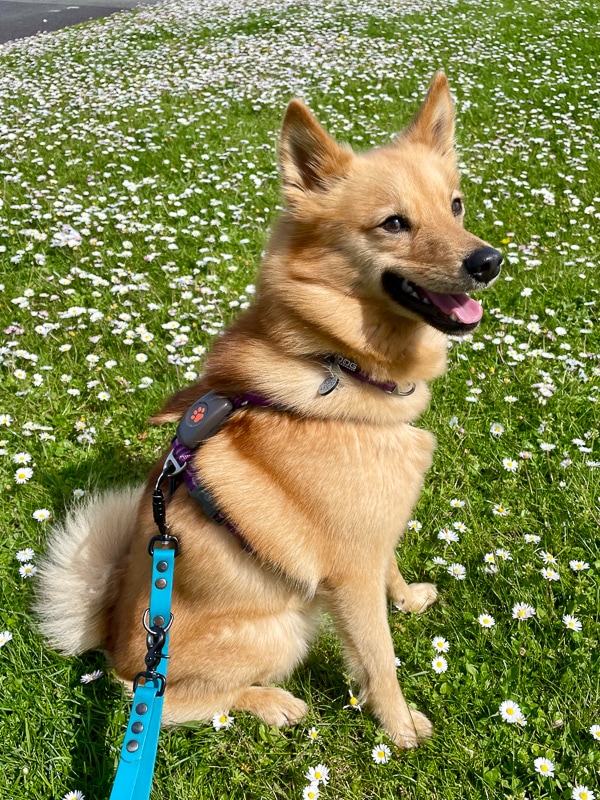 Lumi sat on grass and daisy's.