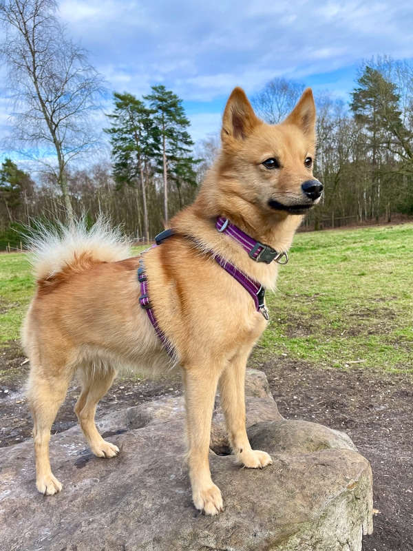 Lumi stood on a rock.